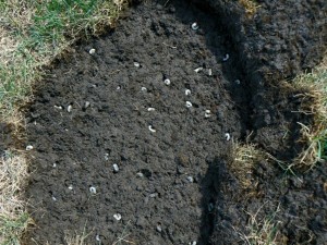 Grubs