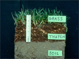 Thatch-2