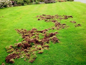 badgerdamage